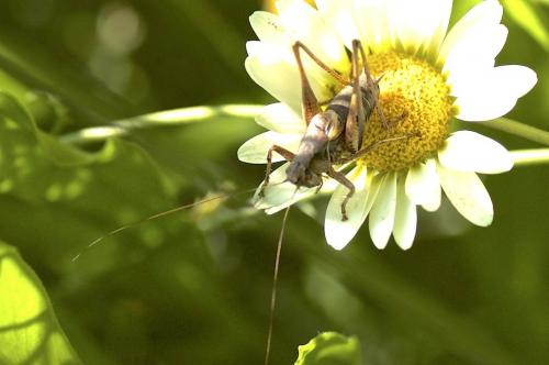 Pholidoptera griseoaptera